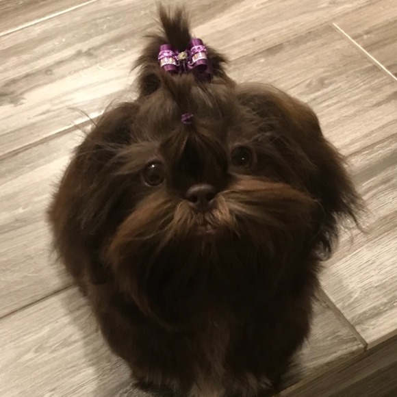 Meet your Posher, Britney - Picture 1 of 1